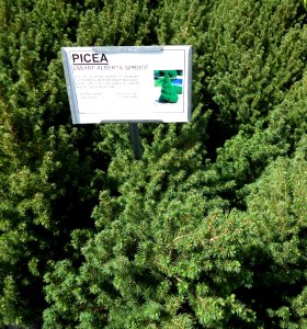 Great Swamp Greenhouse photos Picea Dwarf Alberta Spruce