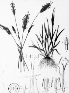 Gras- en klaversoorten , reukgras, Bestanddeelnr 194-0343