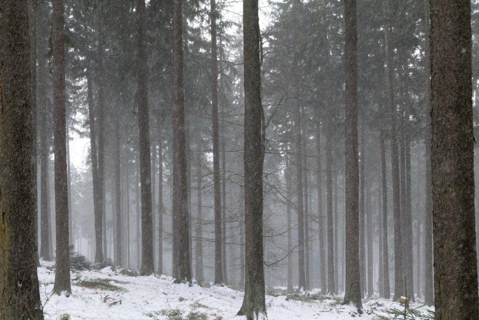 Graupel in Taunus forest Oberstedten 2021-04-06 16