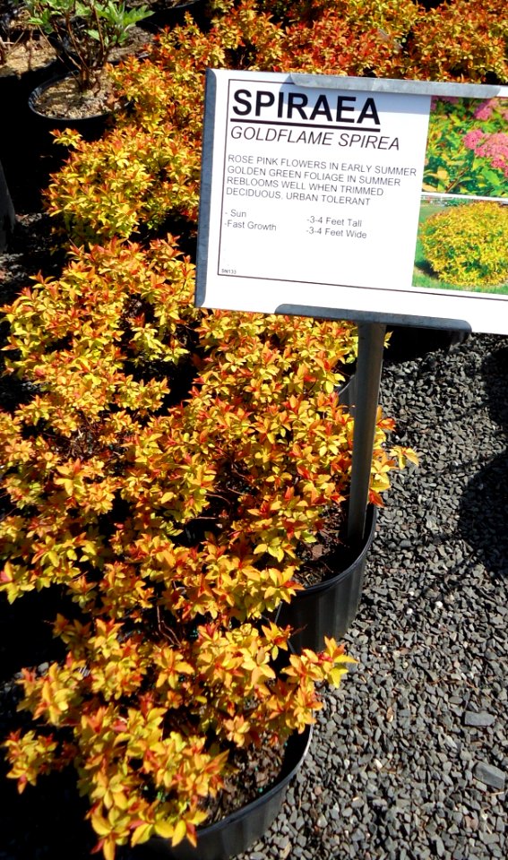 Great Swamp Greenhouse photos Spiraea Goldflame Spirea