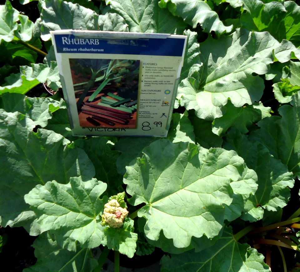 Great Swamp Greenhouse photos Rhubarb