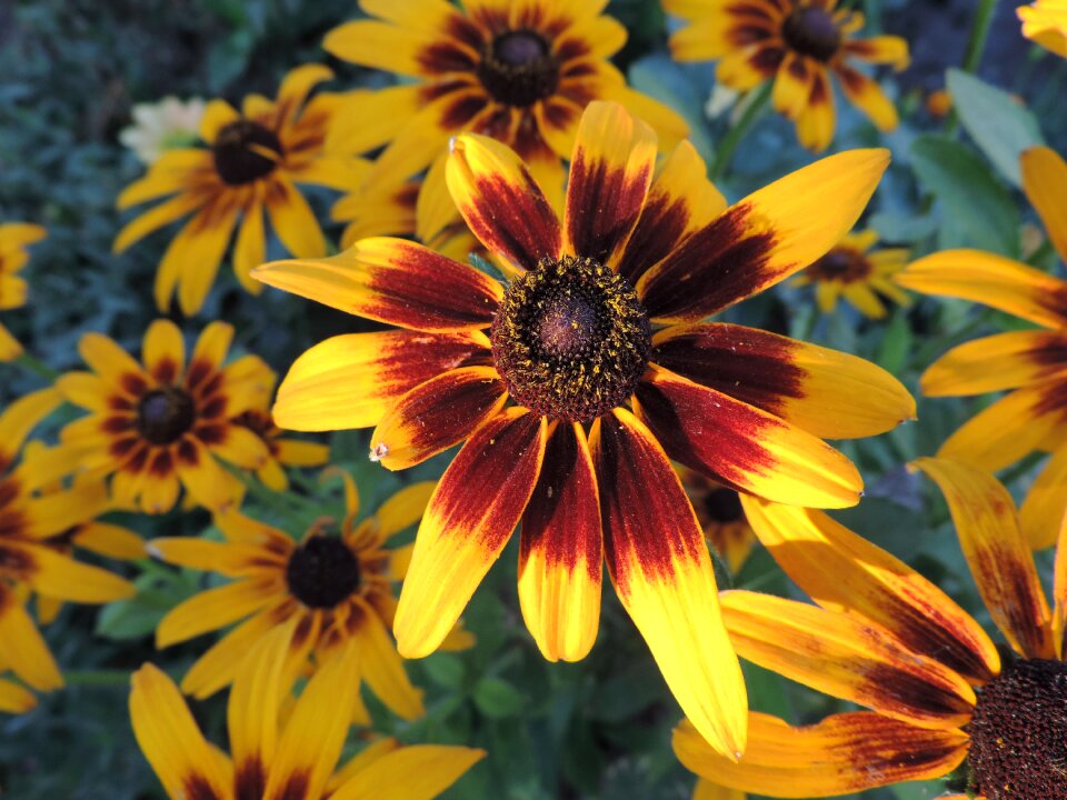 Summer flower garden plant