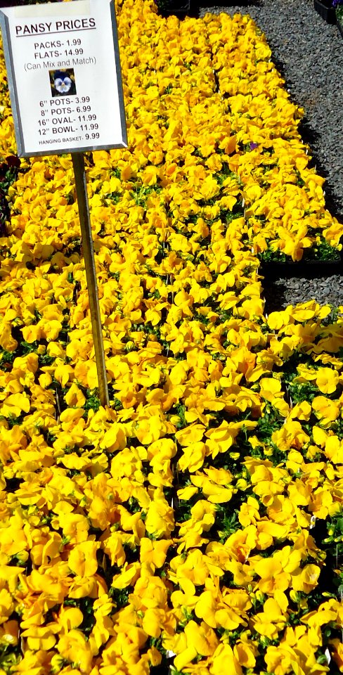 Great Swamp Greenhouse photos Pansy