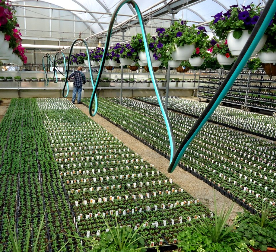 Great Swamp Greenhouse photos coiled watering hose on sliding wire