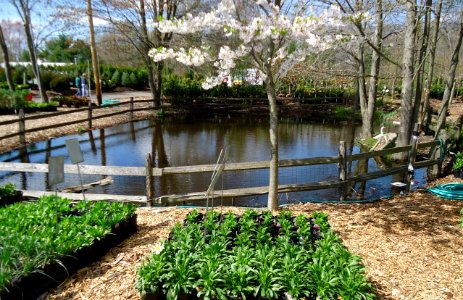Great Swamp Greenhouse photos Pond