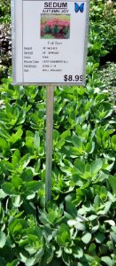 Great Swamp Greenhouse photos Sedum Autumn Joy