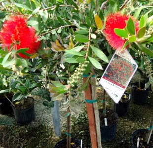 Great Swamp Greenhouse photos Scarlet Bottlebrush