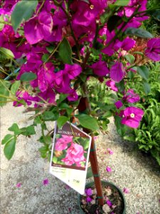 Great Swamp Greenhouse photos Purple Queen Bougainvillea