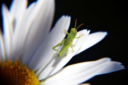 Grasshopper on flower flower margaret photo