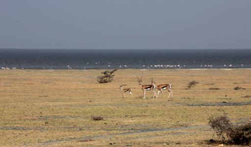 Grant's gazelles by Lake Abijatta, where flamingos feed