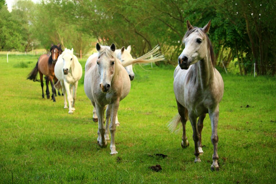Flock thoroughbred arabian pasture