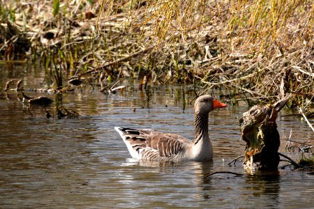 Graugans im Wasser nahe Ufer