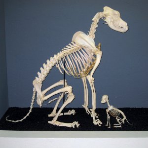 Great Dane and Chihuahua Skeletons photo