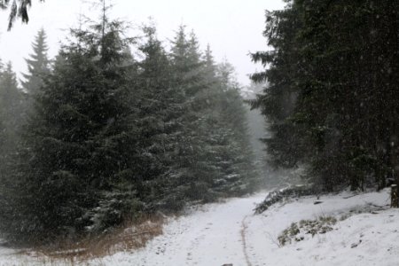 Graupel in Taunus forest Oberstedten 2021-04-06 17
