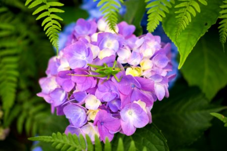 Grasshopper with Hydrangea (159787535)