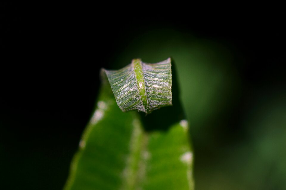 Nature leaves leaf fern