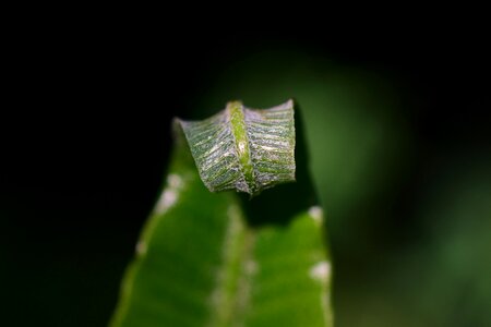 Nature leaves leaf fern photo