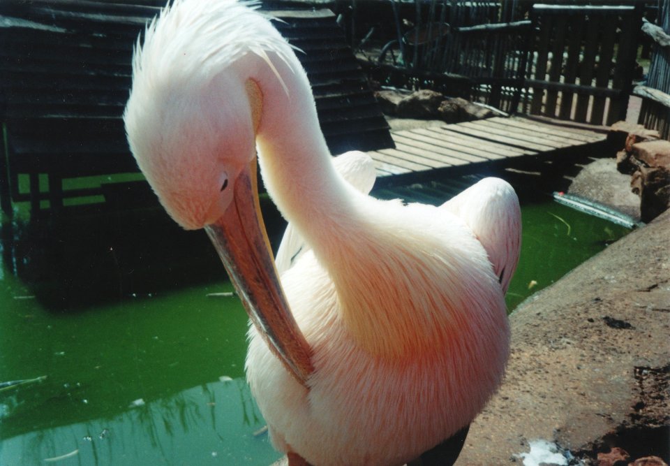 Great White Pelican preening