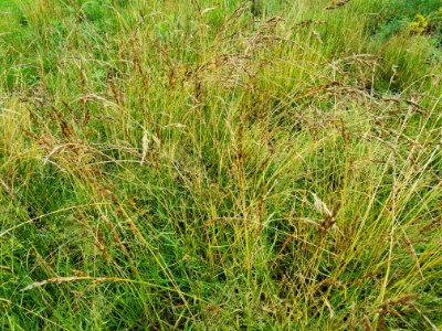 Grasses - Arlington, MA