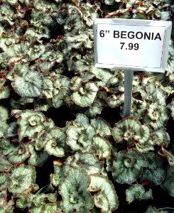 Great Swamp Greenhouse photos Begonia
