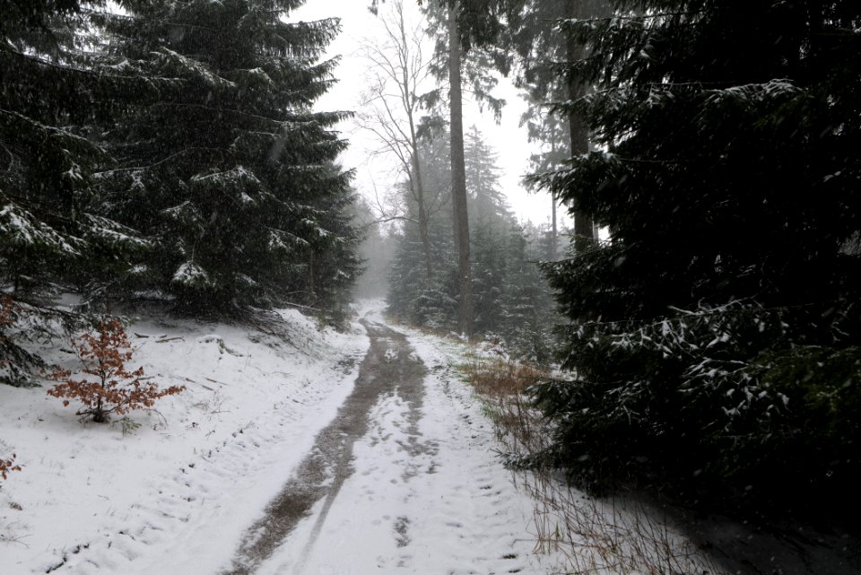 Graupel in Taunus forest Oberstedten 2021-04-06 18