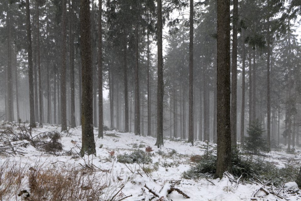 Graupel in Taunus forest Oberstedten 2021-04-06 13