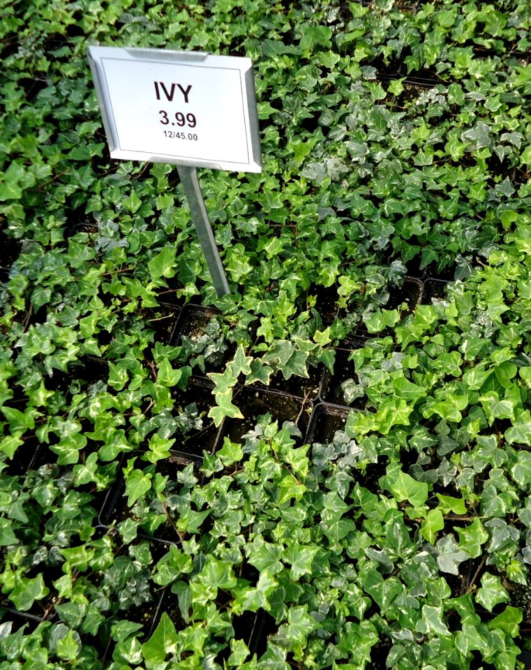 Great Swamp Greenhouse photos Ivy