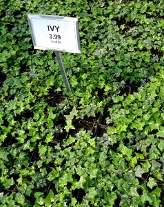 Great Swamp Greenhouse photos Ivy