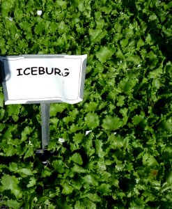 Great Swamp Greenhouse photos Iceberg lettuce
