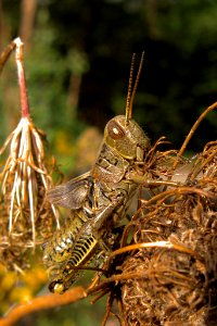 Grasshopper, Schenley Park, 2015-09-19, 02
