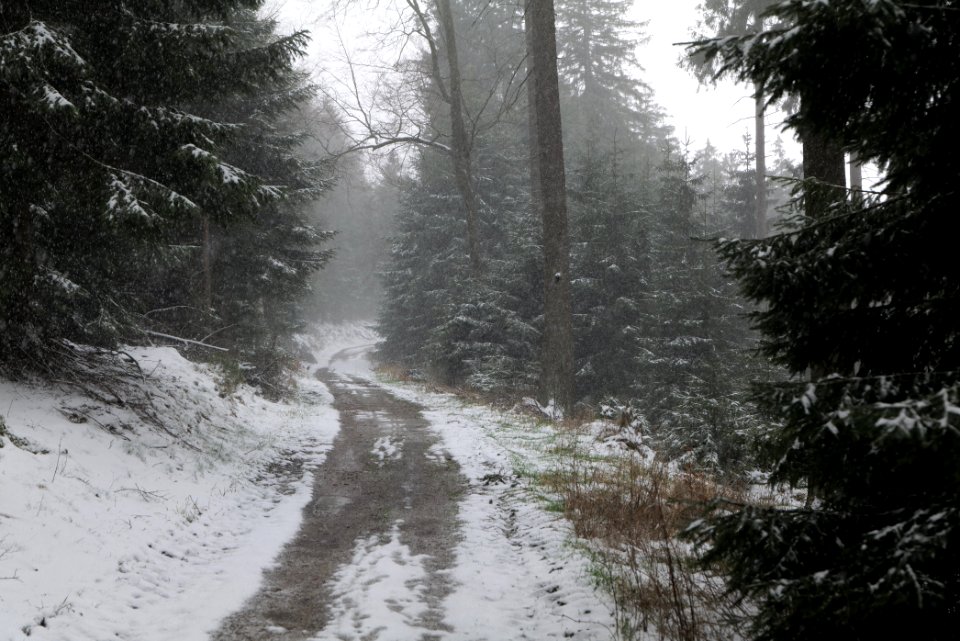Graupel in Taunus forest Oberstedten 2021-04-06 19