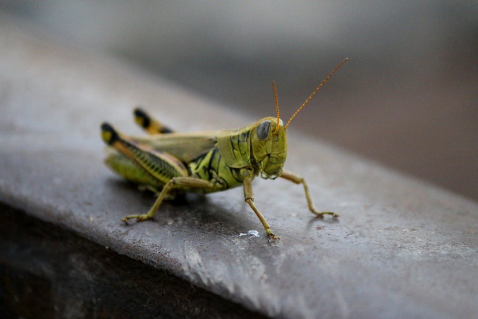 Grasshopper (172961711)