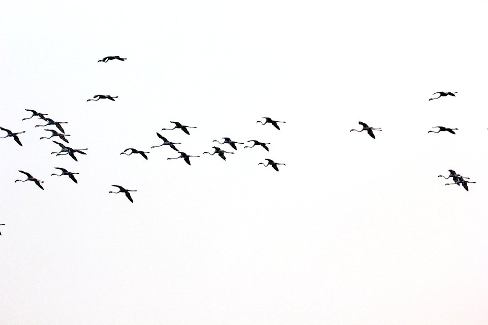 Greater Flamingos Palliakarani Chennai (209356795)