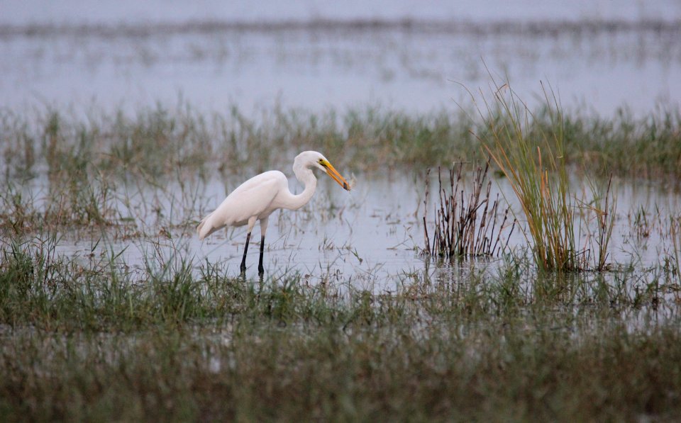 Greater Egret Catching A Fish In Lake (181586257)