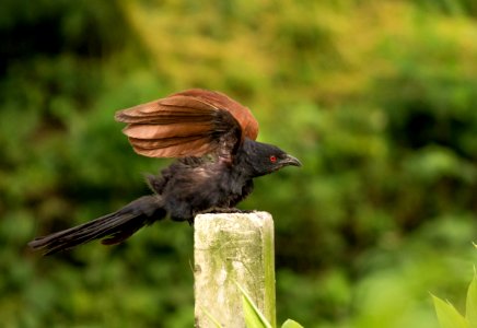 Greater coucal in the action