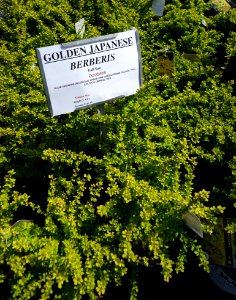 Great Swamp Greenhouse photos Golden Japanese Berberis