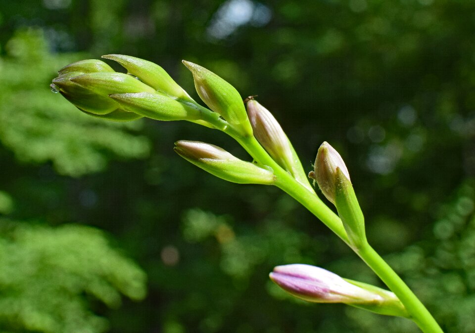 Bud rain-wet water droplet