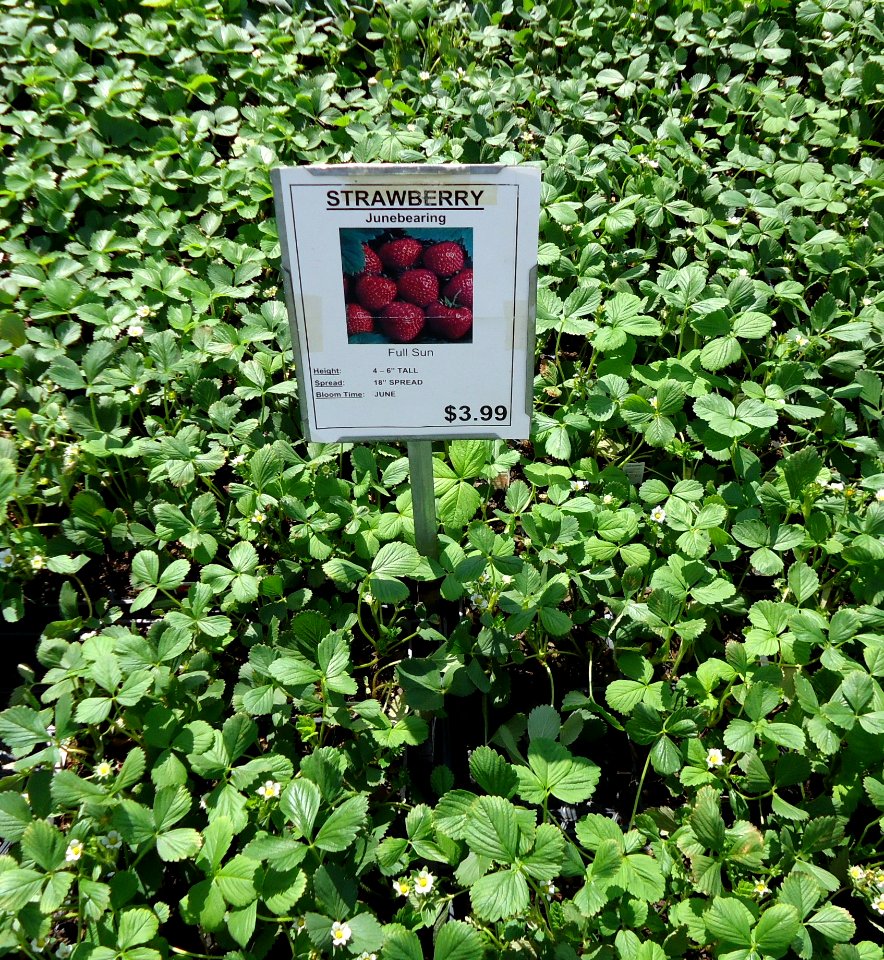Great Swamp Greenhouse photos Strawberry Junebearing