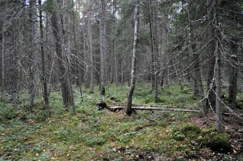 Granskog - Stampmossen