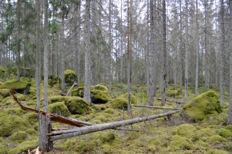 Granskog - Himlingeskogen