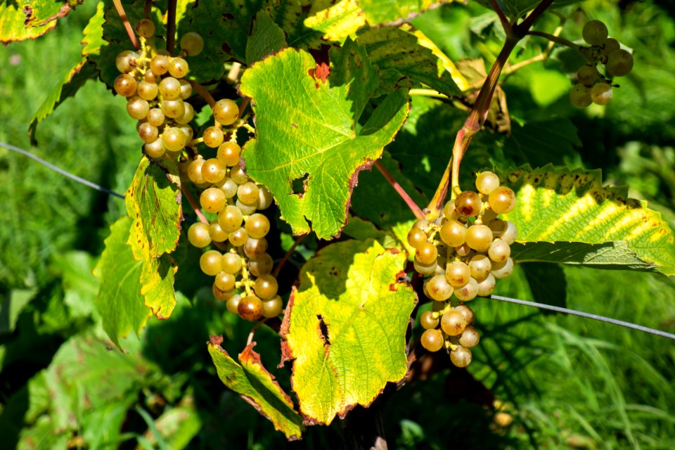 Grapes in Chateaux Luna vineyard 5