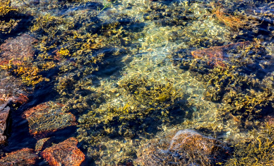 Granite boulders and bladder wrack in Röhälla, Govik