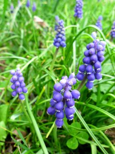 Grape Hyacinths, 2020-04-05, Beechview, 01