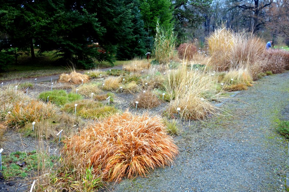 Grasses - Botanischer Garten, Dresden, Germany - DSC08724