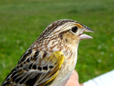 Grasshopper Sparrow