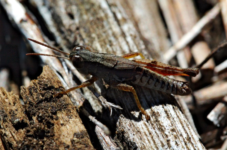 Grasshopper-Devonport-20070325-005