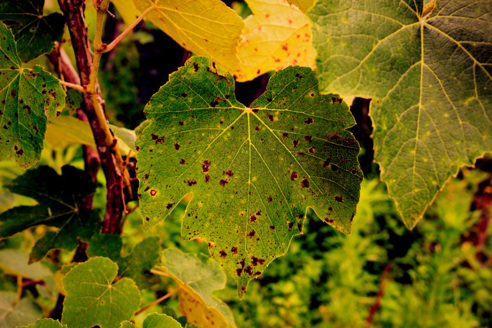 Grape Leaf (187694991)