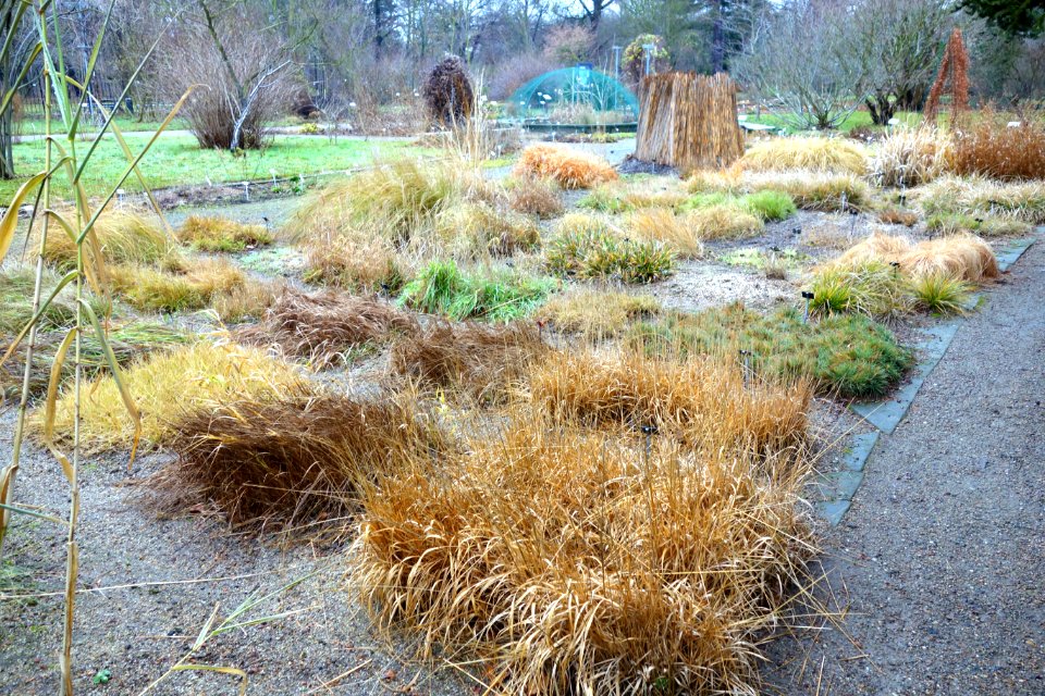 Grasses - Botanischer Garten, Dresden, Germany - DSC08765