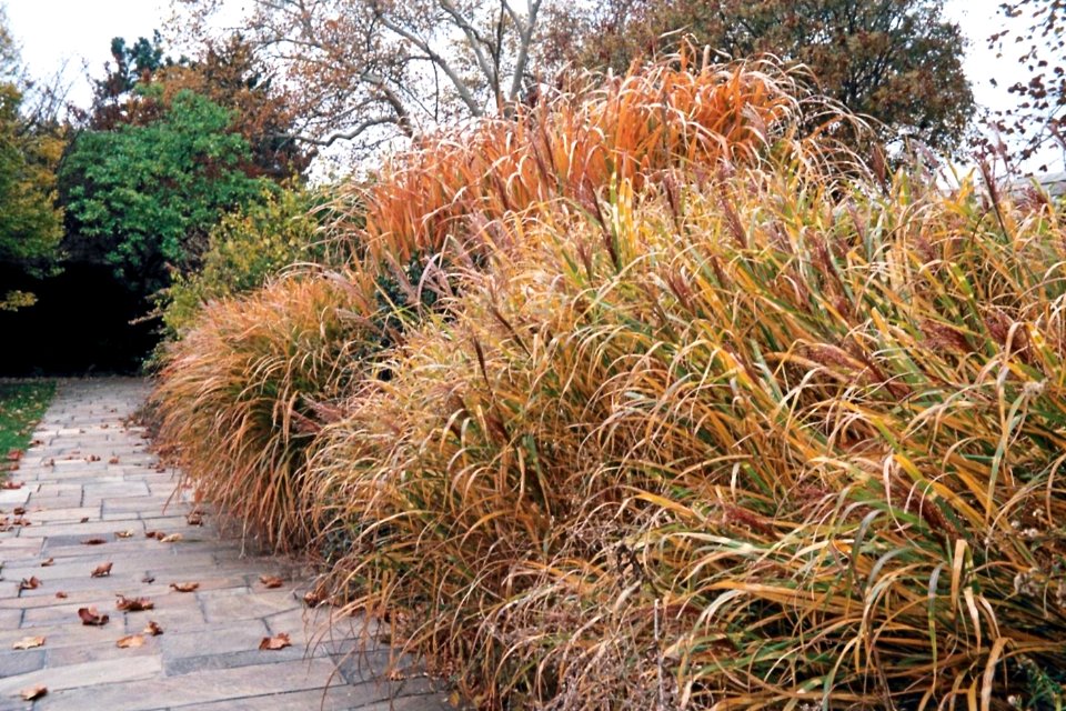 Grasses, Mellon Park, 2008-11-02, 01