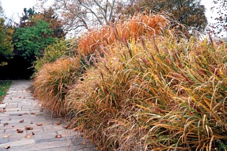 Grasses, Mellon Park, 2008-11-02, 01